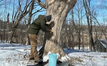 A person tapping a maple tree.