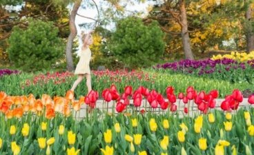 A child in a garden of tulips