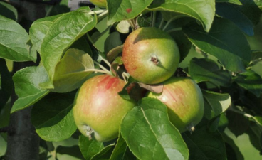A close up image of three apples growing on the tree
