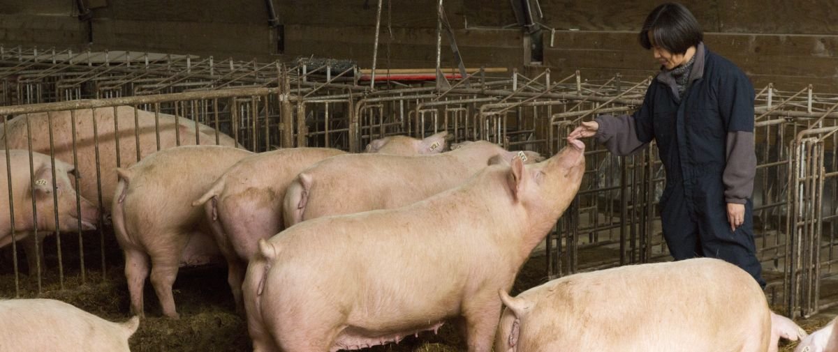 Yuzhi Li stands in a pig pen with her hand outstretched to the snout of one of the sows. Several pigs surround her.