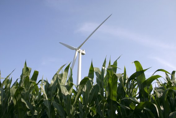 a wind turbine stands above a field of corn