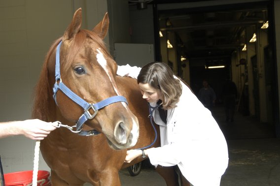 a women in a white coat examines a horse with a stethoscope 