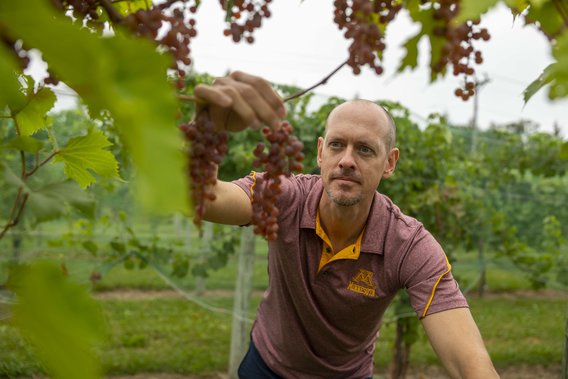 Matt Clark, assistant professor of grape breeding and enology in the department of horticultural science at UMN’s College of Food, Agricultural and Natural Resource Sciences (CFANS), and UMN Extension horticulture specialist in a UMN vineyard.