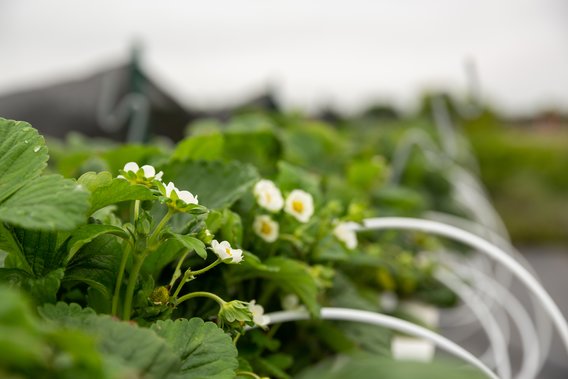 Table top strawberry plants blossoming.