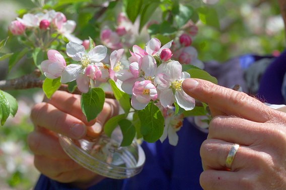 A researcher cross pollinating apple blossoms using his hands to combine pollen