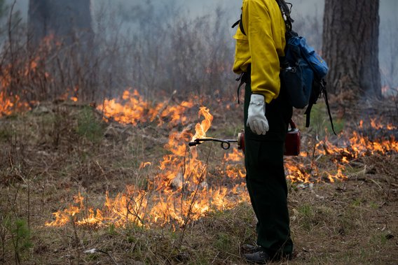 Firefighter using a drip torch during a controlled burn.