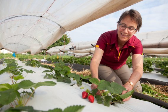Emily Hoover PHD in strawberry research plots.   ​