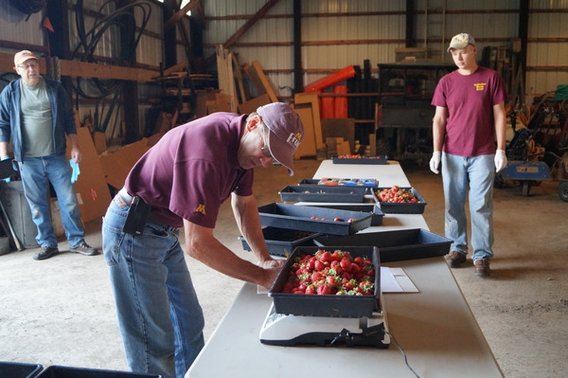 Steve Poppe weighing strawberries. 