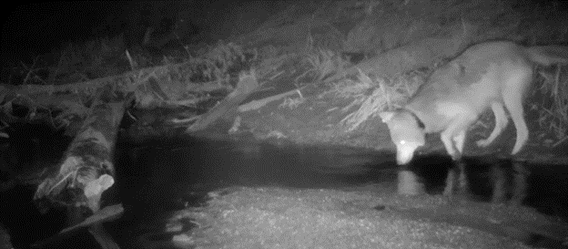 A GPS collared wolf in the midst of ambushing a fish, May 2019, Northern Minnesota.