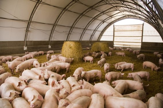 A large hoop barn is filled with straw, a few straw bales, and numerous pigs.