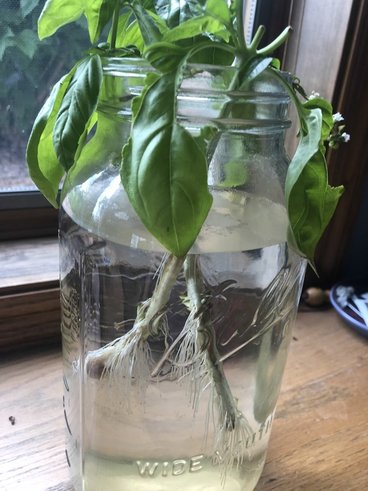 A colorless glass jar full of water and cuttings of a basil plant.