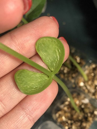 A hand holds up a green seedling.