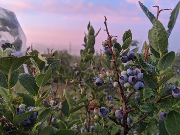 A pink and blue morning sky behind blueberries growing on a bush.