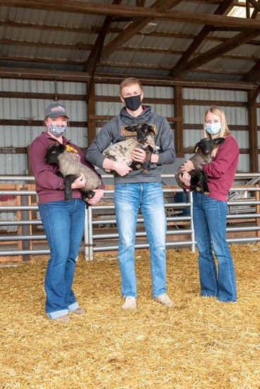 Three students hold lambs in the barn on campus.