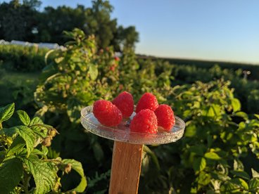 Red raspberries sit on a dish near the raspberry plants.