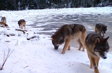 Wolf pack walking on snow.