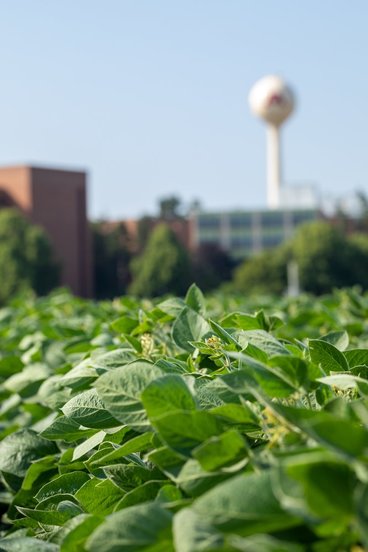 St. Paul campus soybean field.
