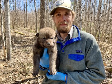 Tom Gable holds a wolf pup.