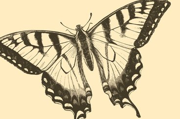 Butterfly sketch.