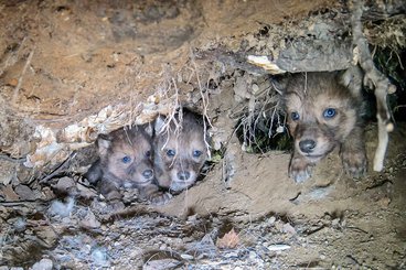 Wolf pups in a den.