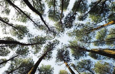 A look up at the sky through trees. 