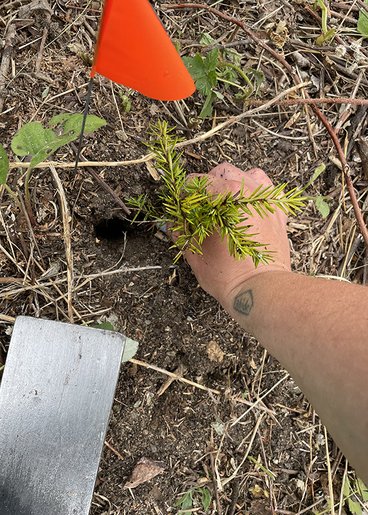 a hand sets an eastern hemlock seedling in the ground