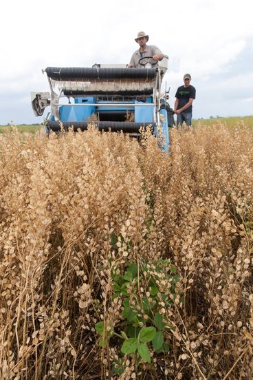 A research plot of pennycress, a novel winter oilseed cover crop, is harvested with a combine .
