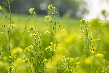 Close up of camelina.