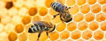 Close up of two honey bees. 