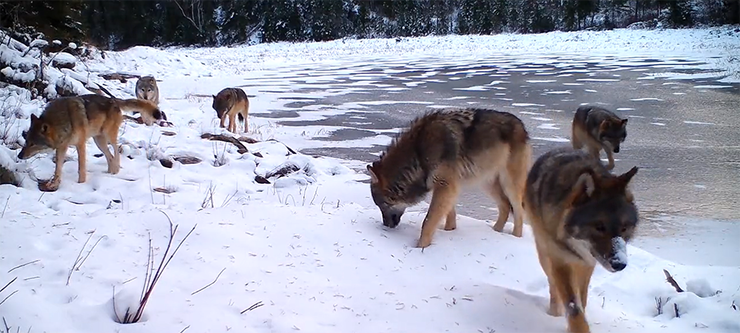 Wolf pack walking on snow.