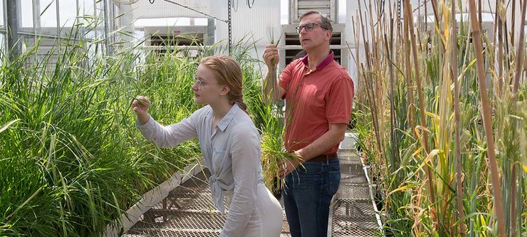 Professor Brian Steffenson in a campus greenhouse with a student.