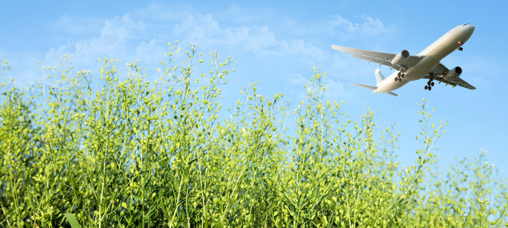 Winter camelina with plane