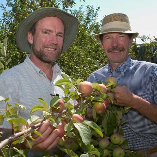 Jim Luby and David Bedford standing with apples on a tree that they are breeding
