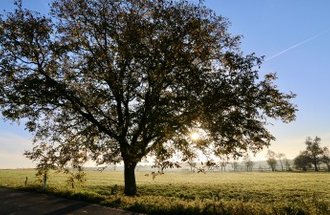 a large oak tree stands at the edge of a field.