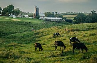 Cows grazing on a farm.