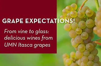 Itasca grape bunch next to the title of this article, "Grape expectations! From vine to glass: Delicious wines from UMN Itasca grapes."