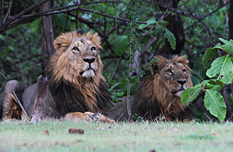 A territorial coalition of two male Asian lions in their prime. Photo by Stotra Chakrabarti.