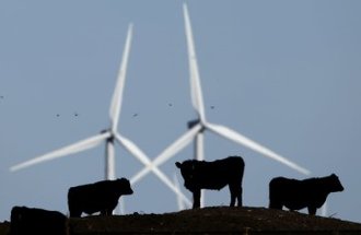 Three silhouettes of cows stand in front of two large, white windmills.