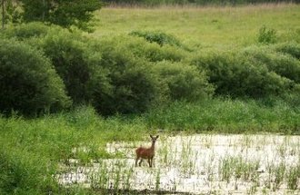 A deer stands in a swamp surrounded by lush bushes.