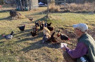 A man squats in front of a group of chickens that are a variety of colors; tan, brown, black and speckled.