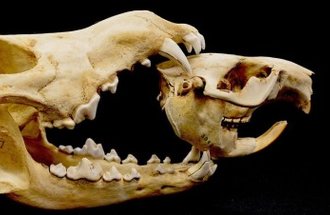 The skull of a beaver is placed insdie the skull of a wolf.