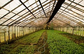 A glass greenhouse is filled with green growing plants.
