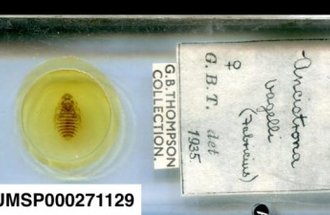 A collected insect sits inside a petri dish with a small sign necxt to it saying, "GB Thompson Collection"