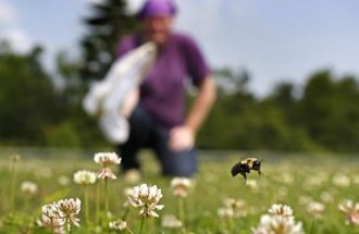 A bee flies over white clover while a man in the background tries to catch the bee with a net.