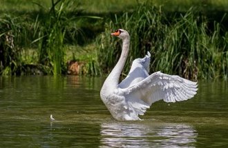 A white swan flaps its wings as it sits on a green looking lake.