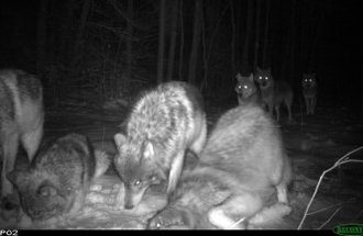 A pack of wolves stops in front of a trail cam.
