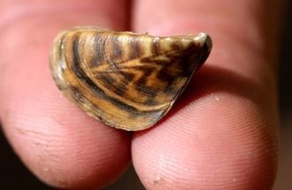 Two fingers hold a small, striped zebra mussel.