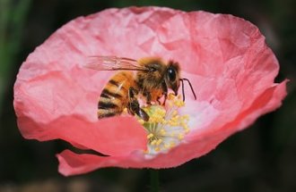 a black and yellow bee rest on the middle of a pink poppy flower.