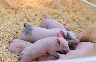 Piglets eating from their mother.