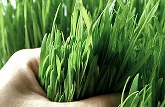 A person's hand holding wheatgrass.